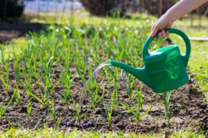 Dragon Breath Near Me- Woman water garlic garden